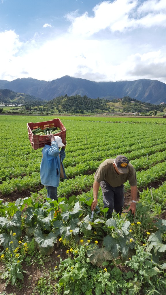 Recolectores vegetales Constanza